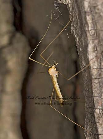 Austrolimnophila toxoneura LIMONIID CRANE FLY 8014834z
