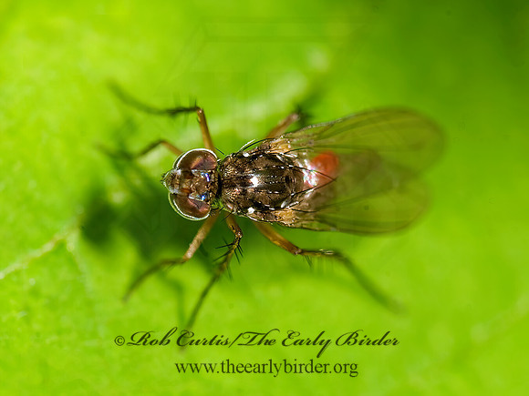 Pelastoneurus  LONGLEGGED FLY  8016965z