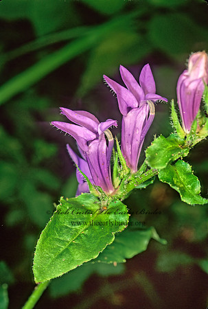 Lobelia siphilitica  GREAT BLUE LOBELIA 178433z