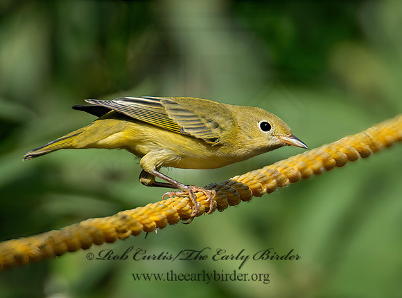 Setophaga petechia  YELLOW WARBLER 9004960z