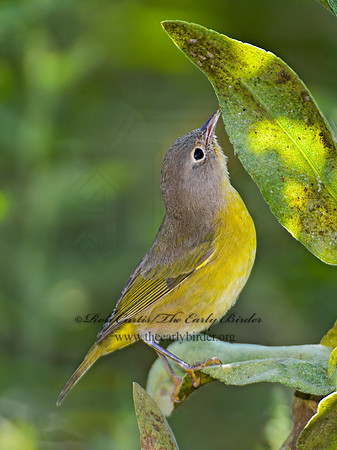 Oreothlypis ruficapilla  NASHVILLE WARBLER 9004181 z
