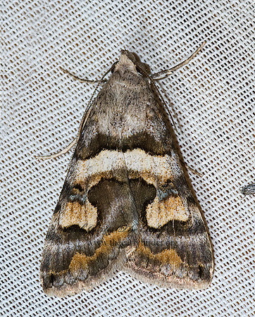 Bulia deducta MELIPOTINI EREBID MOTH 5005372z