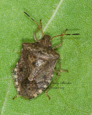 Euschistus tristigmus  DUSKY STINGBUG 6014948z