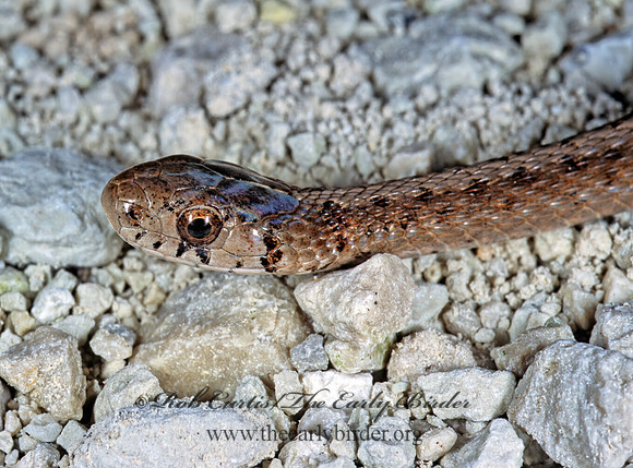 Storeria dekay  BROWN SNAKE 304329z