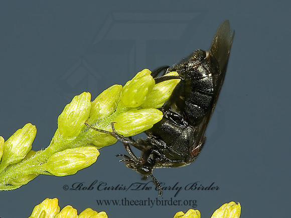 Ripiphorus fasciatus grp 5013397 Fz