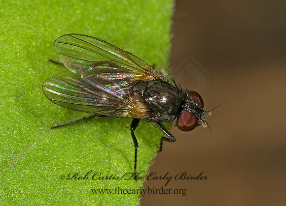 Fannia  FANNIID FLY~ 8014870z