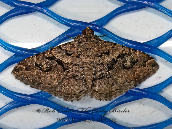 Toxonprucha excavata  OMOPTERINI EREBID MOTH 3030774z