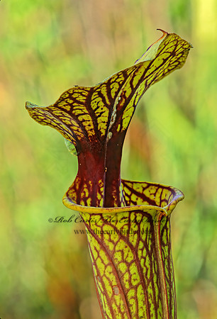 Sarracenia flava  YELLOW PITCHER PLANT 262924z