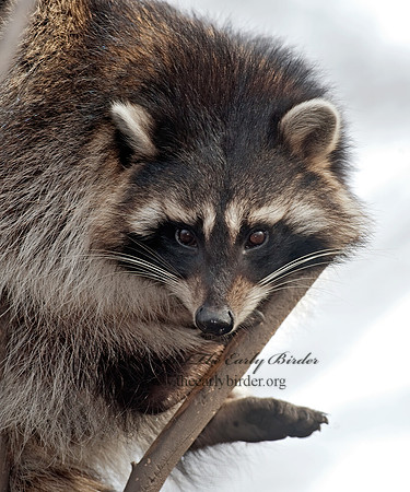 Procyon lotor  RACCOON 8024741 z
