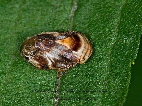Clastoptera obtusa  ALDER SPITTLEBUG  6011465z