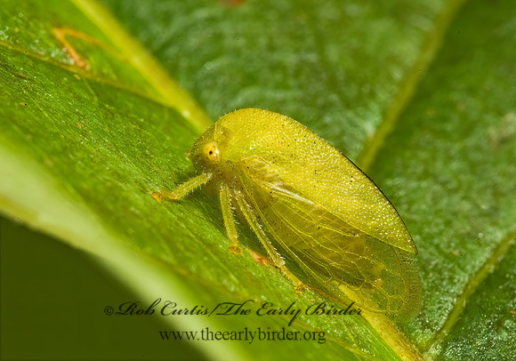 Atymna inornata 5011861z
