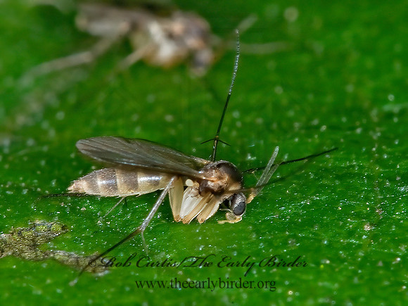 Mycetophilidae  FUNGUS GNAT 6016223z