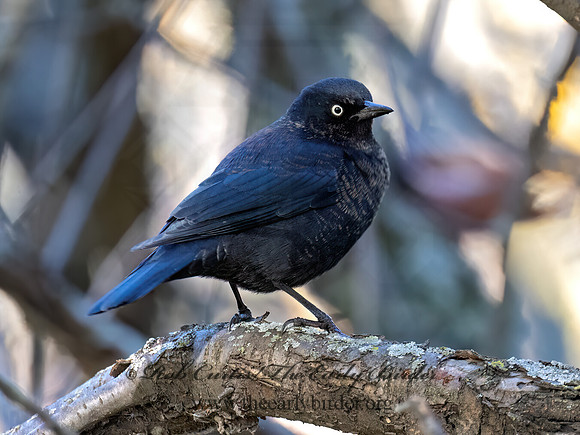Euphagus carolinus RUSTY BLACKBIRD 9085033z