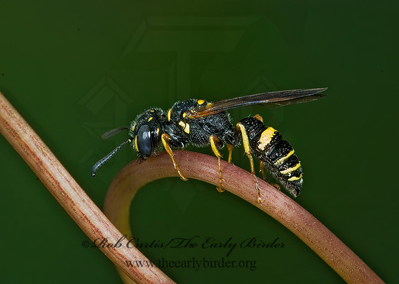 Philanthus gibbosus  BEEWOLF WASP 5009950z