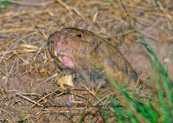 Cratogeomys castanops   YELLOW-FACED POCKET GOPHER 91818 z