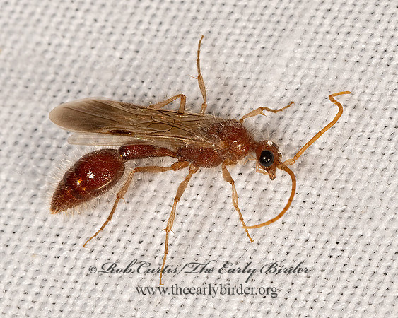 Chyphotes  CHYPHOTID WASP 3025122z