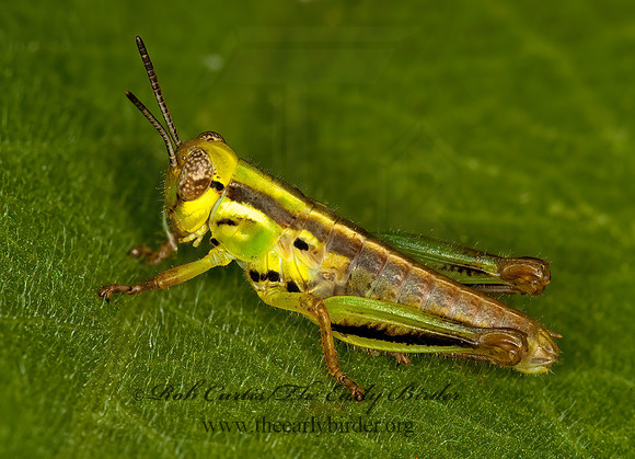 Melanoplus femurrubrum  RED-LEGGED GRASSHOPPER 5000192~z