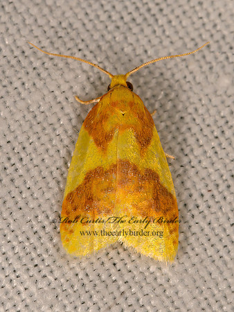 Sparganothis pulcherrimana  BEAUTIFUL SPARGANOTHIS 3021845z