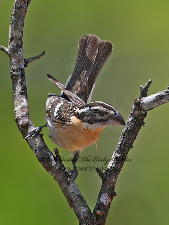 Pheucticus melanocephalus  BLACK-HEADED GROSBEAK 3036939z