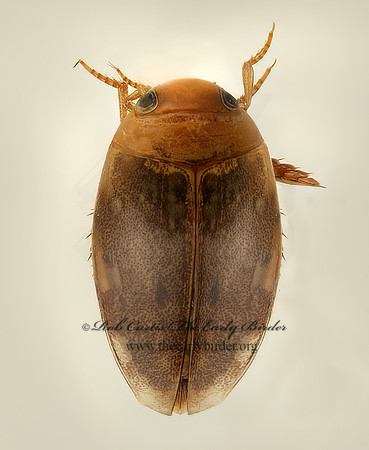 Laccophilus proximus PREDACEOUS DIVING BEETLE 9019644z