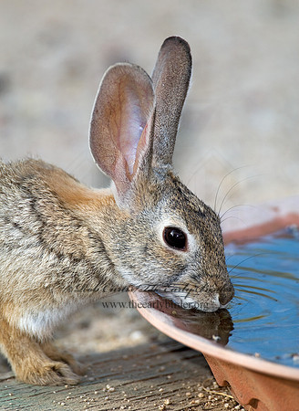 Sylvilagus auduboni  DESERT COTTONTAIL 7006914z