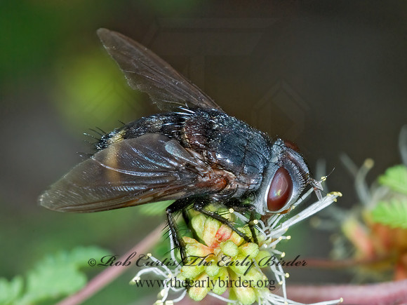 Belvosia  GONIINI TACHINID FLY 7006025z