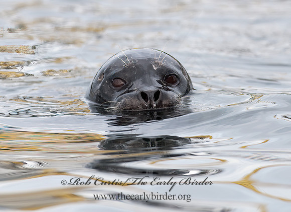 Phoca vitulina  HARBOR SEAL 7017608z
