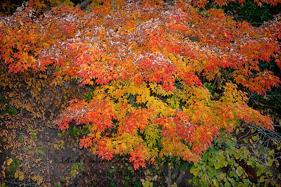 Edgerton area  FALL COLORS 8024267z