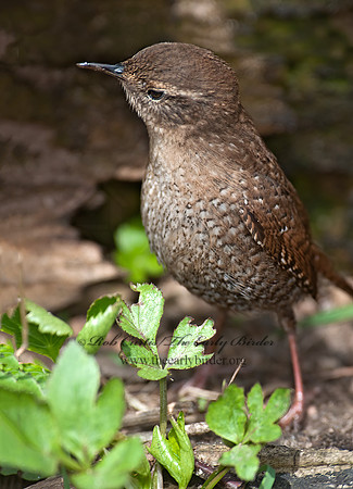 Troglodytes hiemalis  WINTER WREN 8033942z