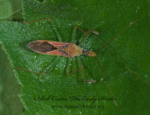 Zelus renardii 7005567z