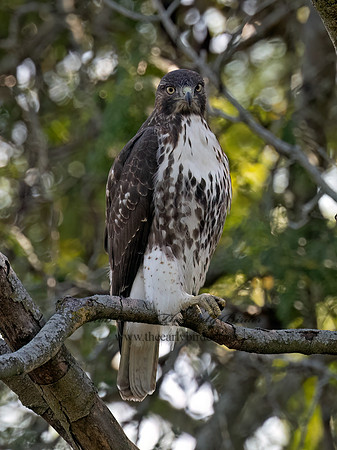 Buteo jamaicensis RED-TAILED HAWK 3047315 (1)