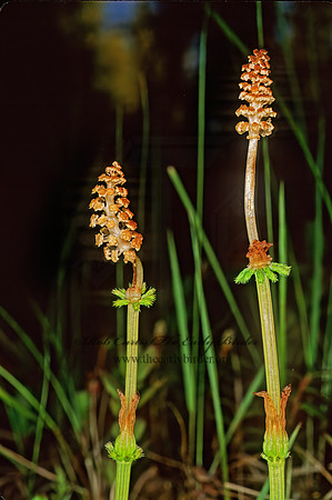 Equisetum fluviatile  FIELD HORSETAIL 238021z