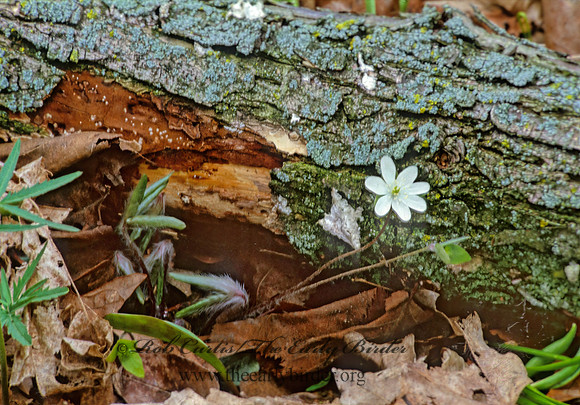 Anemone acutiloba  SHARPLOBED HEPATICA 279722z