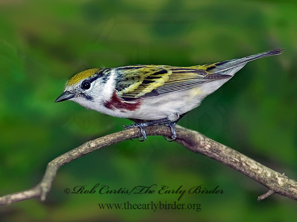 Setophaga pennsylvanica  CHESTNUT-SIDED WARBLER 8022390z