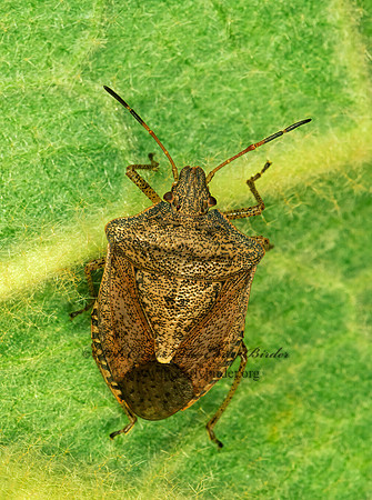 Euschistus  BROWN STINKBUG 183633z
