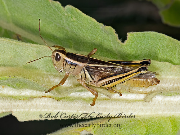 Melanoplus bivittatus  2-STRIPED GRASSHOPPER 3023766z