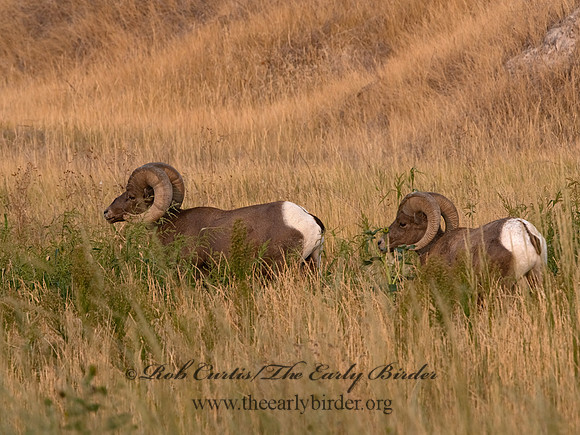 Ovis canadensis  BIGHORN SHEEP 6036655-z