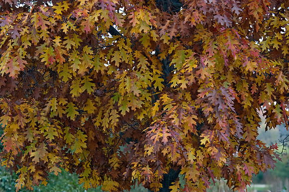 OAK LEAVES 5002985z