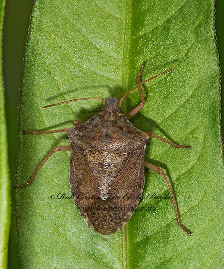 Euschistus servus  BROWN STINKBUG 8007737z