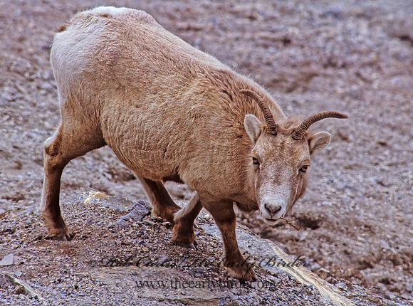 Ovis canadensis  BIGHORN SHEEP 222733z