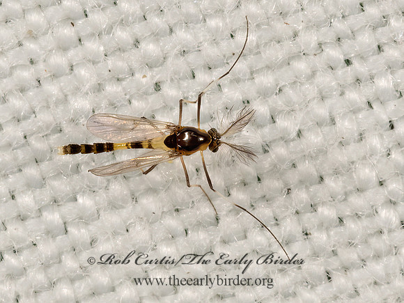 Cricotopus  NON-BITING MIDGE 3022811z