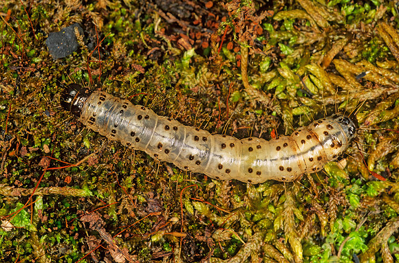 Scolecocampa liburna DEAD-WOOD BORER MOTH 264735 z