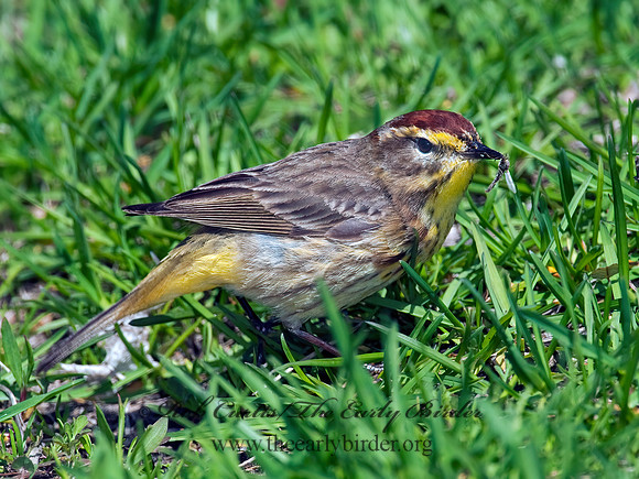 Setophaga palmarum  PALM WARBLER 3007261z