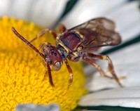 Nomada luteola grp CUCKOO BEE 8005045z
