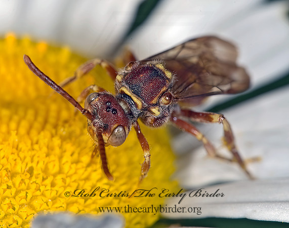 Nomada luteola grp  CUCKOO BEE 8005045z