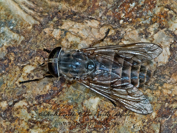 Tabanus caenosus or gilanus HORSE FLY 7009816z