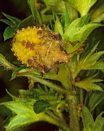 Euschistus  BROWN STINKBUG 244403z