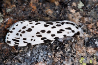 Hypercompe permaculata WESTERN TIGER MOTH 6027824z