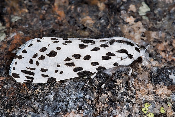 Hypercompe permaculata WESTERN TIGER MOTH 6027824z