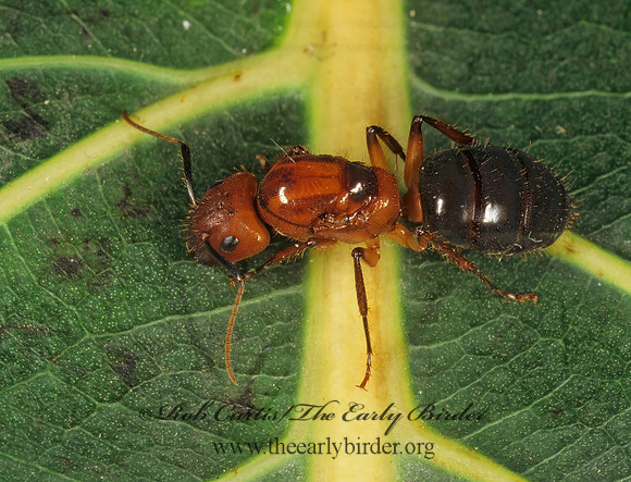 Camponotus cf atriplex 202322z